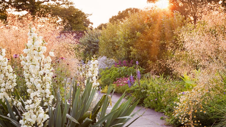 Herbaceous border in the Walled Garden in July at Hinton Ampner, Hampshire with golden sunset from behind.